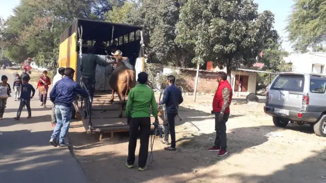 गाय, मध्य प्रदेश