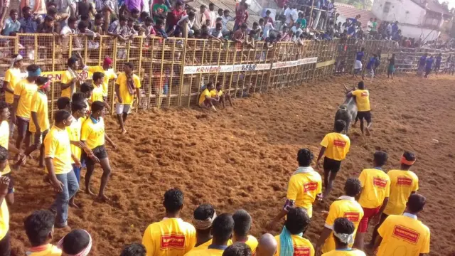 புதுக்கோட்டையில் ஜல்லிக்கட்டு போட்டிகள் கோலாகலமாக தொடக்கம்