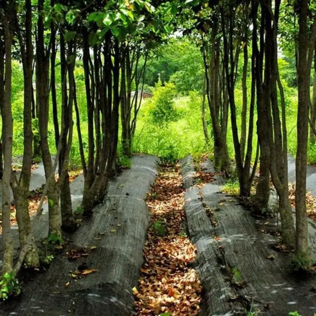 अक़ीलारिया को लगाने का काम भी किया जा रहा है