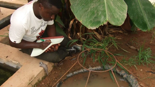 ప్రయోగం చేసిన ప్రంతంలో దోమల సంతతి వృద్ధి జరిగే నీటి గుంట