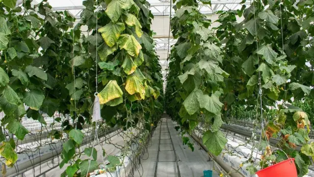 يقول فريق العمل في المشروع إن كل التقنيات المستخدمة فيه قد أثبتت جدواها