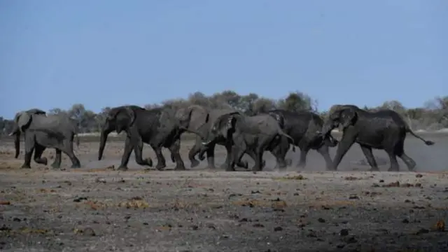 gajah, botswana, berburu
