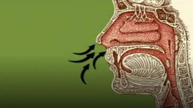 নাকের ভেতরে আছে গন্ধ-অনুভতি বহনকারী 'রিসেপ্টর' বা 'গ্রাহক-কোষ'