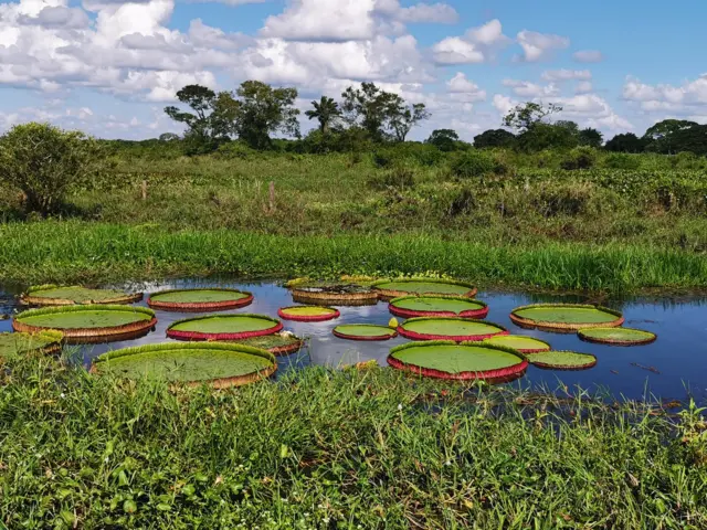 Victoria Boliviana en estado salvaje en Bolivia