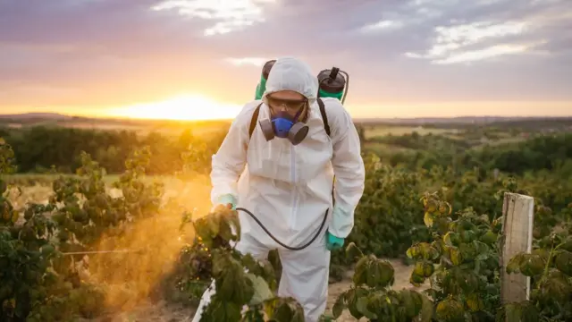 Un señor fumigando unos cultivos