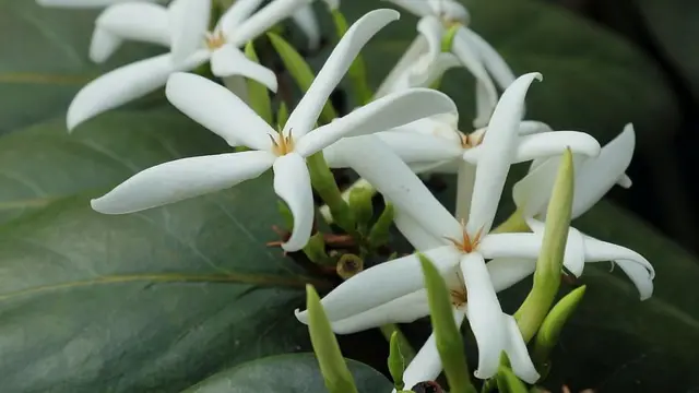 Ramosmania rodriguesii