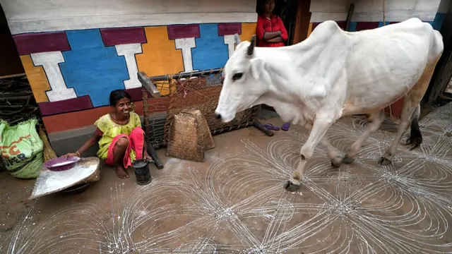 ঝাড়খন্ডের একটি কুর্মী পরিবার ঘরের আঙিনায় আঁকা আলপনার ওপর গরুকে ঘোরাচ্ছেন। (ফাইল ছবি) এই সম্প্রদায় গুরুকে পূজা করে।