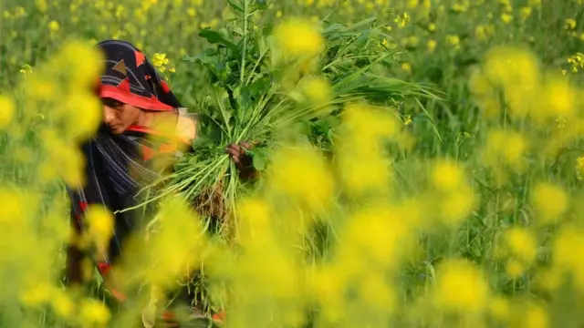 ਕਿਸਾਨ ਖੇਤੀਬਾੜੀ