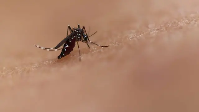 జికా వైరస్