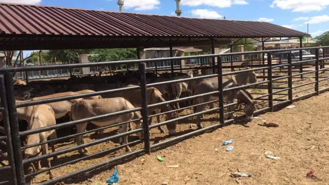 Suuqa xoolaha Gaarisa dameero la iibiyey