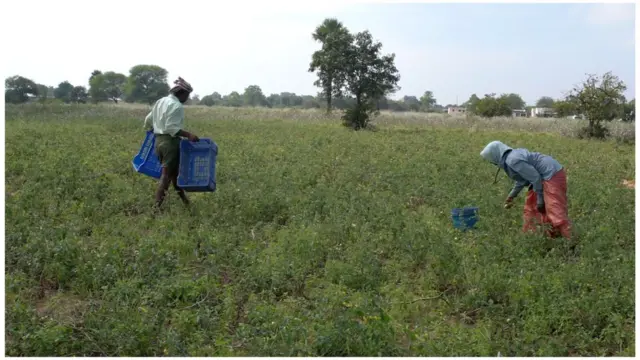 భూమిలో రసాయనాలు కలవడం వల్ల ఆ ప్రభావం పంటలపై కూడా పడుతోంది