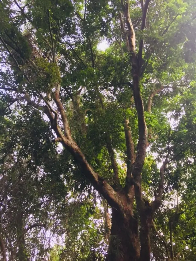 කෲඩියා සිලනිකා