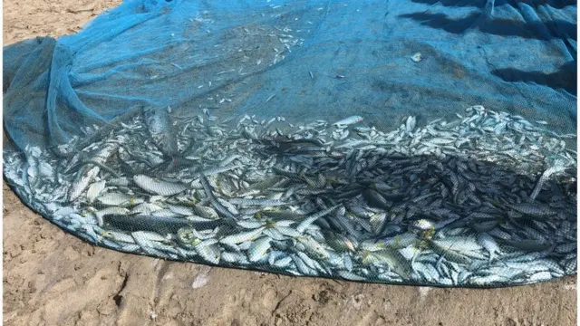 மீனவர்கள் பிடித்த மீன்கள்