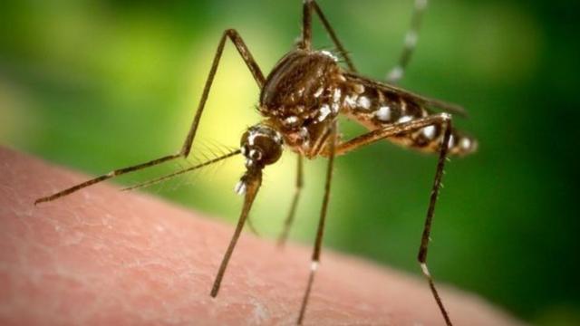 蚊子是传播多种疾病的媒介