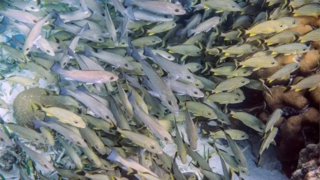 Peces en la Reserva Marina Hol Chan