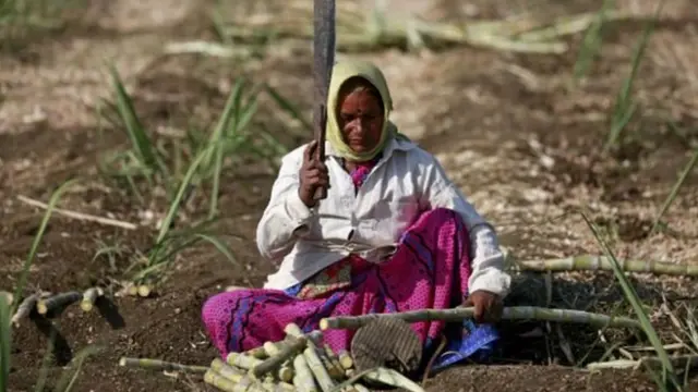 गन्ना कटाई