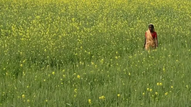 கடுகு வயல்