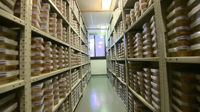 哈佛腦組織資源中心