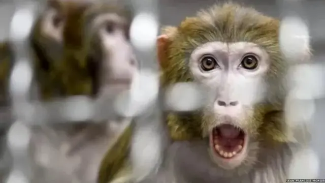 મહારાષ્ટ્રના મરાઠવાડાના માજલગાંવ નજીકનું લવુલ ગામ છેલ્લા એક અઠવાડિયાથી દુનિયાભરમાં ચર્ચામાં છે, તેનું કારણ છે વાંદરા અને કૂતરા વચ્ચેના સંઘર્ષના સમાચાર