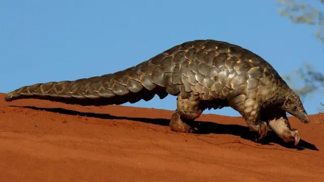 पैंगोलिन