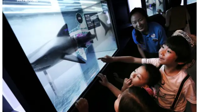 海洋公园是不少小朋友接触海洋动物的地方。