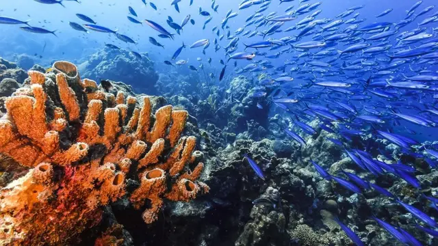 கொரோனா வைரஸ்: இரான் தீவில் நூற்றுக்கணக்கான தமிழர்கள் பரிதவிப்பு - என்ன நடக்கிறது?