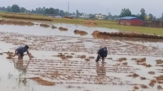 धानबालीमा नोक्सानी