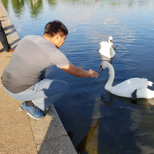 Лондондо ак куулар колдон жем жеп, айрым бир сейил бактарда элик, бугу аралаша жүргөнү кадыресе көрүнүш