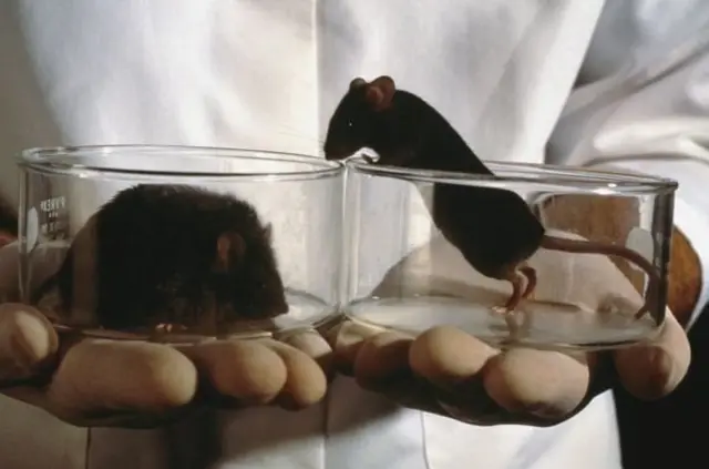 Миші в пробірках в руках у людини в білому халаті