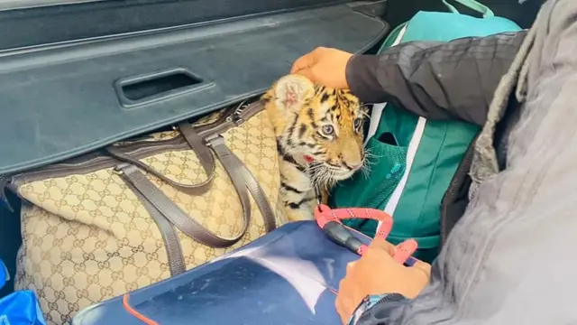 Police handout photo of a tiger cub found in a car boot in Mexico
