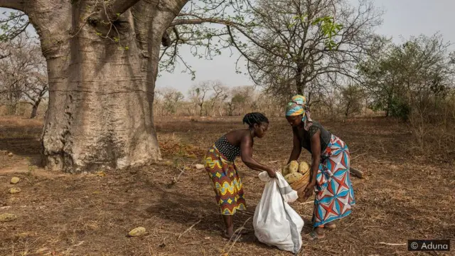 As mulheres colhem o fruto do baobá para ser processado nas aldeias