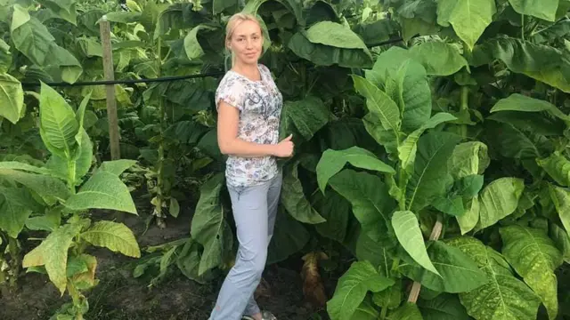 Щоби поле не пустувало, подружжя Юскевичів засіяло його тютюном