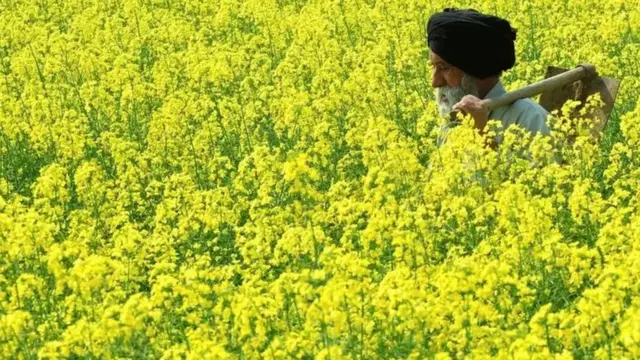 ਪੰਜਾਬ ਵਿੱਚ ਸਰੋਂ ਦੇ ਖੇਤ