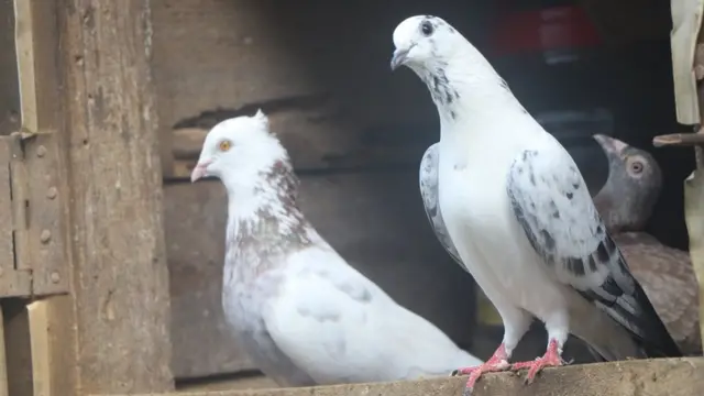 ශ්‍රී ලංකාවේ පරවි ගැටුම්