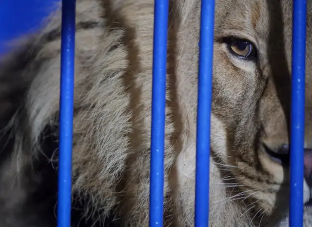 A lion is seen behind the bars of the cage it is travelling in.