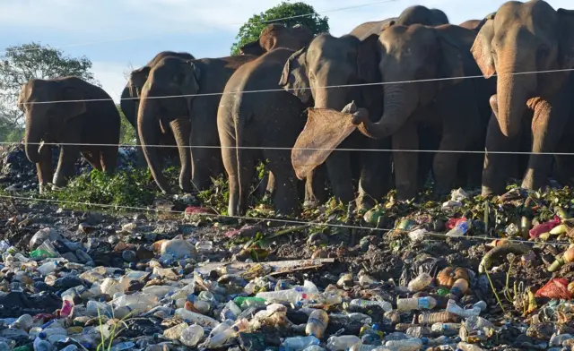 දිගම්පතාන ප්‍රදේශයේ කසල බුදින අලි රංචුවක්