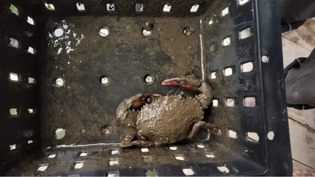 কাঁকড়া