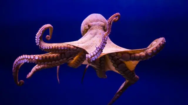 Pulpo