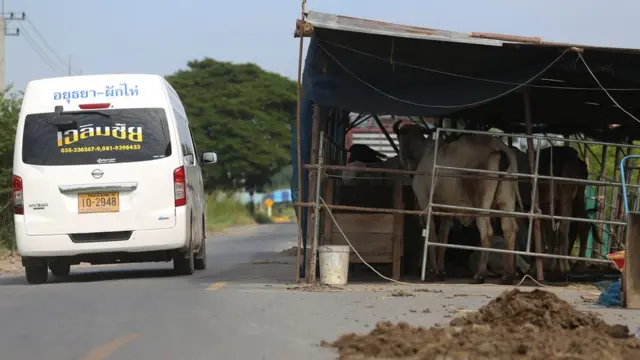 เกษตรกรในพื้นที่จ.พระนครศรีอยุธยาได้รับผลกระทบจากน้ำท่วมเป็นวงกว้าง เกษตรกรบางรายต้องนำสัตว์เลี้ยงขึ้นมาอาศัยบนถนนแทน