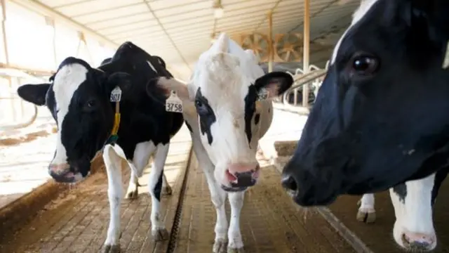 گاوهای 5Gدار