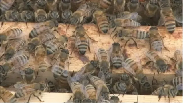 খাদ্য বিশেষজ্ঞরা বলছেন, পাস্তুরায়িত করা হয়নি, এরকম কাঁচা মধু শরীরের জন্য ক্ষতির কারণ হতে পারে।