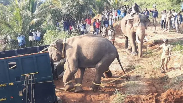 அரிசி ராஜா