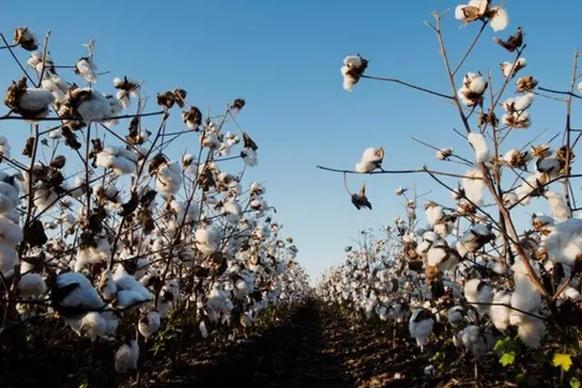 تولید پنبه