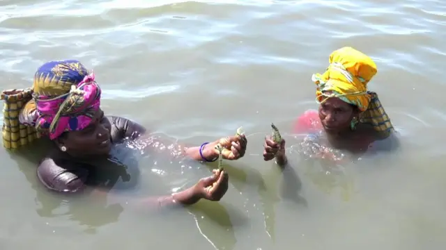 ஆபத்தை அறியாமல் கைகளால் இறால் பிடிக்கும் கடற்கரை பெண்களின் அவலம்