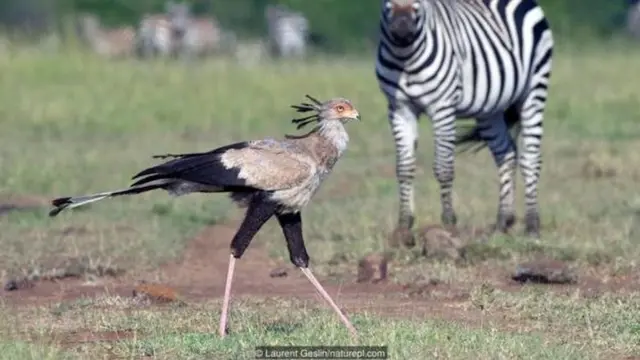 सेक्रेटरीबर्ड