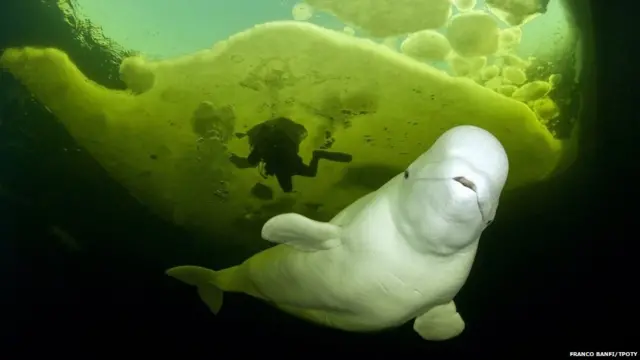 ਅਠਖੇਲੀਆ/ Playing in see