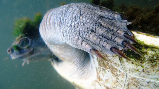 Mary River Turtle swims in Queensland, Australia,