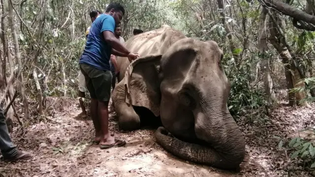 හබරණ වන අලි ඝාතන