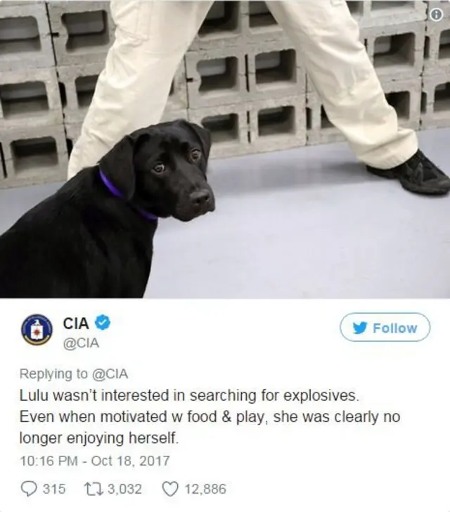 ลูลู ไม่สนใจการดมหาระเบิด แม้ว่าผู้ฝึกจะนำอาหารมาล่อและชวนเล่น มันก็แสดงออกอย่างชัดเจนว่าไม่สนุกด้วย