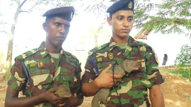 இலங்கை இராணுவத்தில் சேர்க்கப்பட்ட கீரிப்பிள்ளை